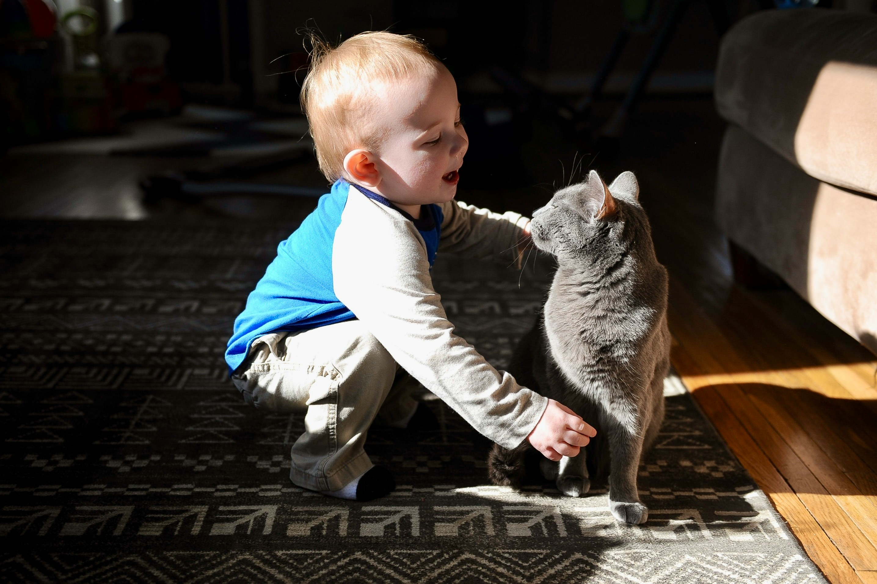 Young child sitting calmly near a cat at home, supervised, warm environment