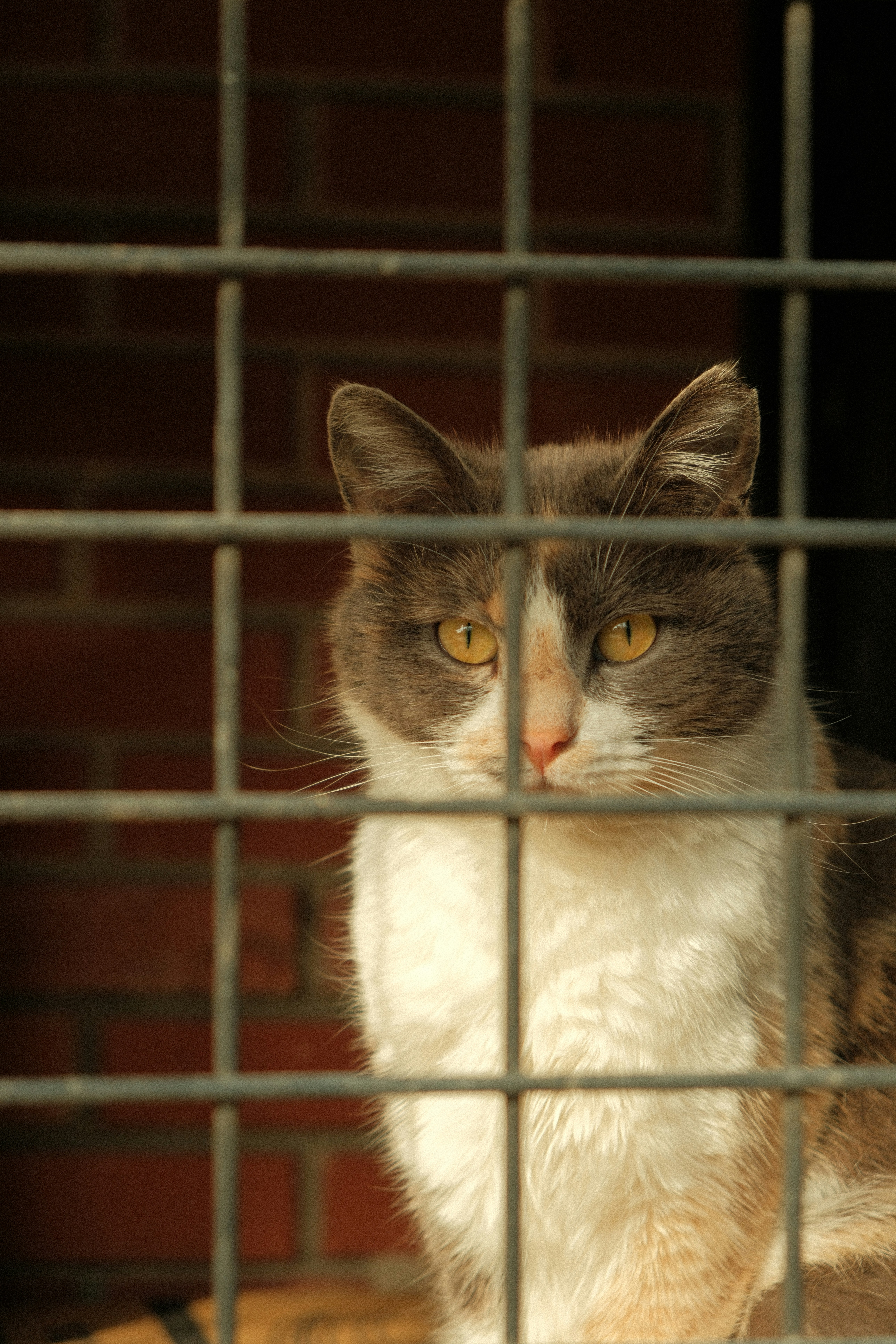 Person meeting a cat at a rescue organization, warm natural light