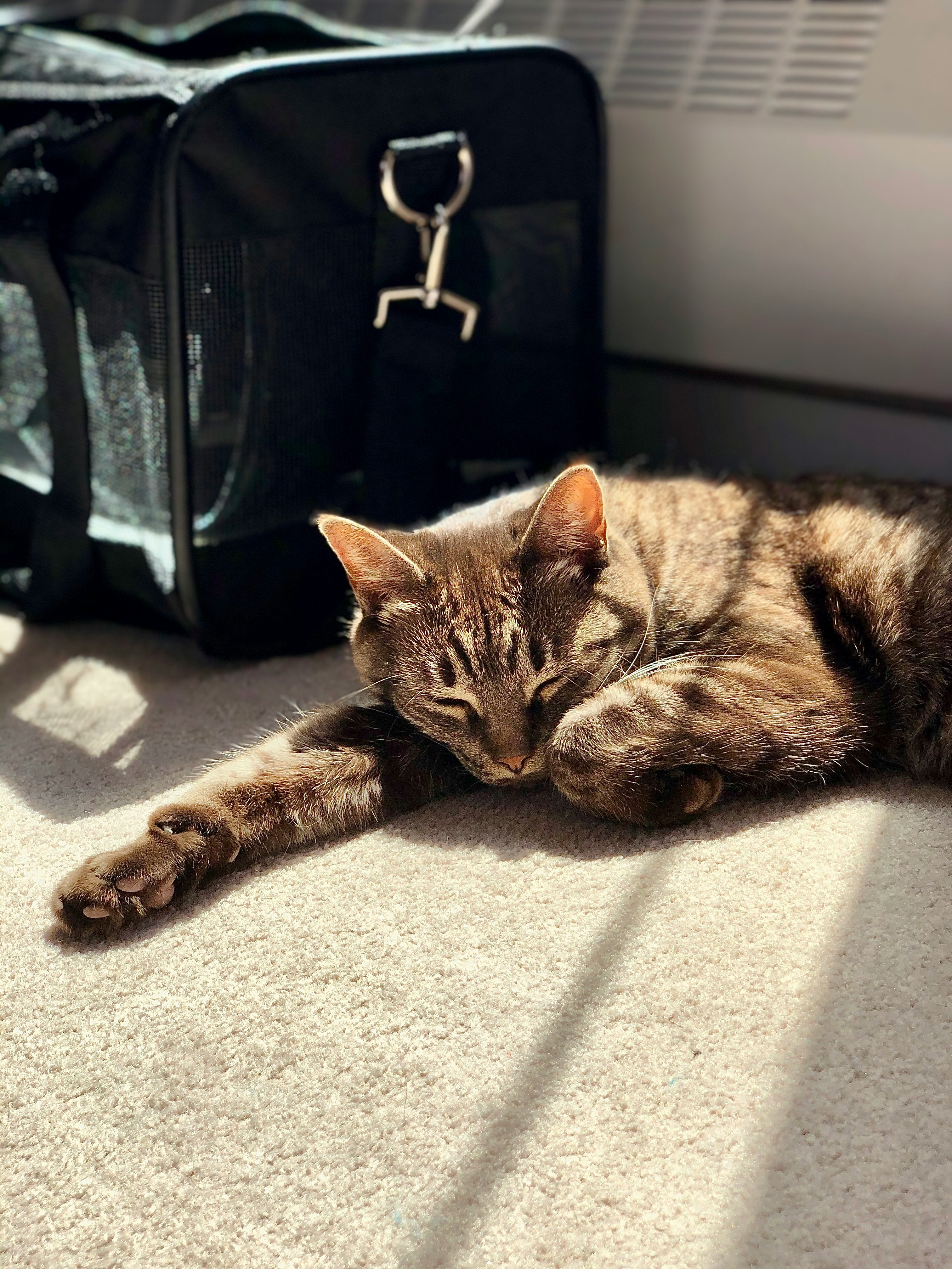 Rescue cat resting next to a carrier, warm natural light