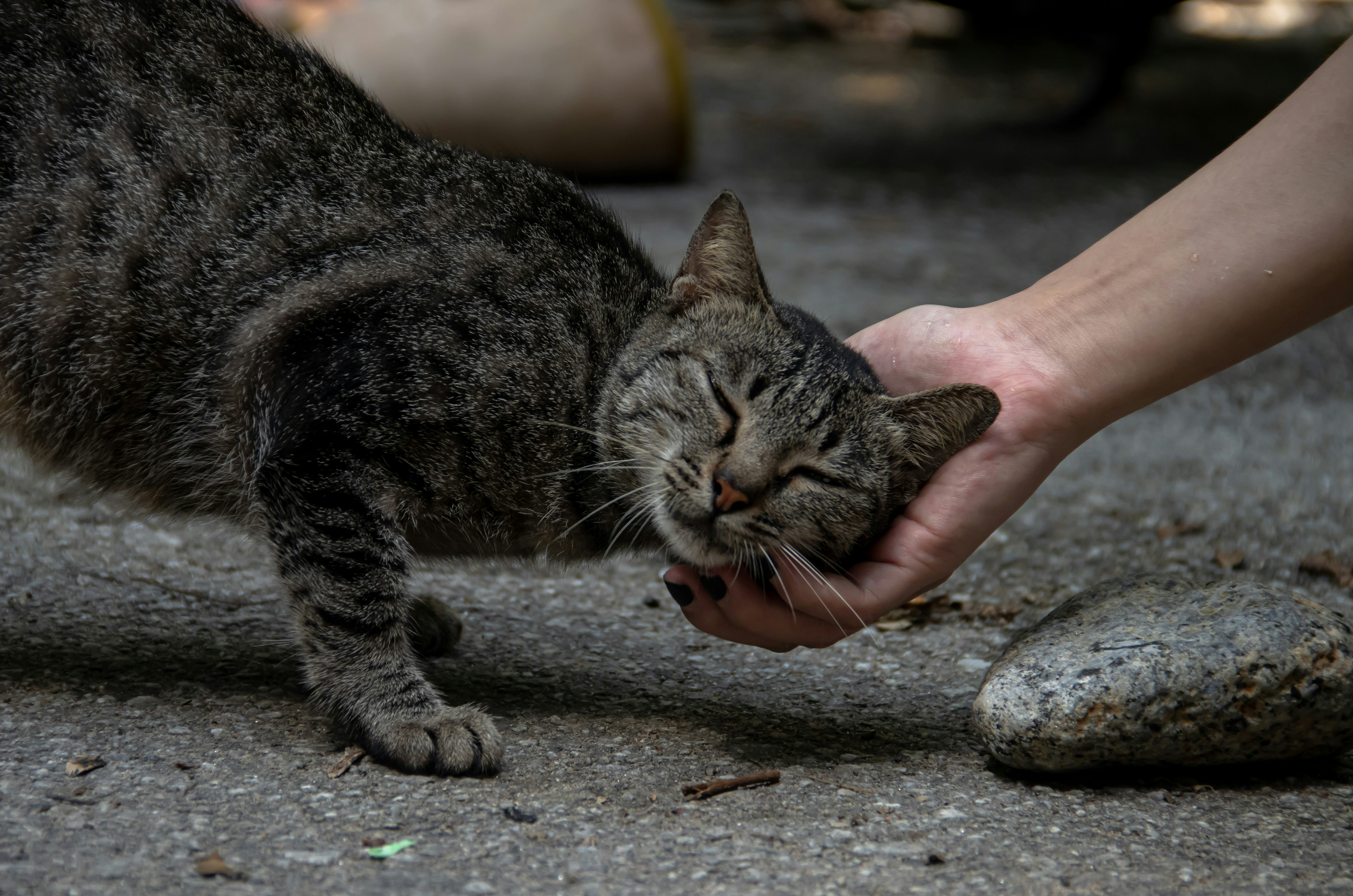 Cat with attentive expression, communicating with owner at home