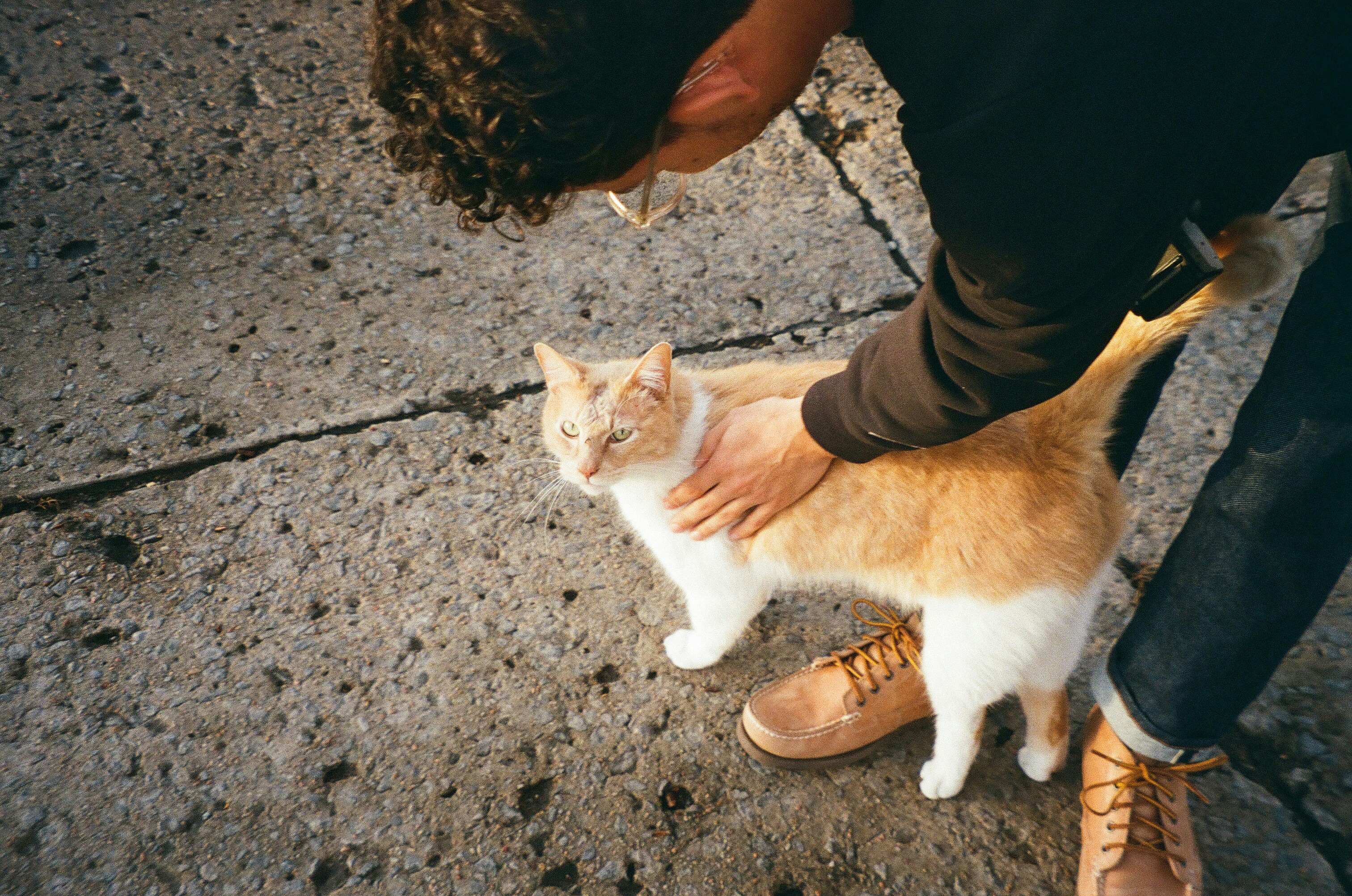 Person carefully approaching a cat found outdoors, golden hour light