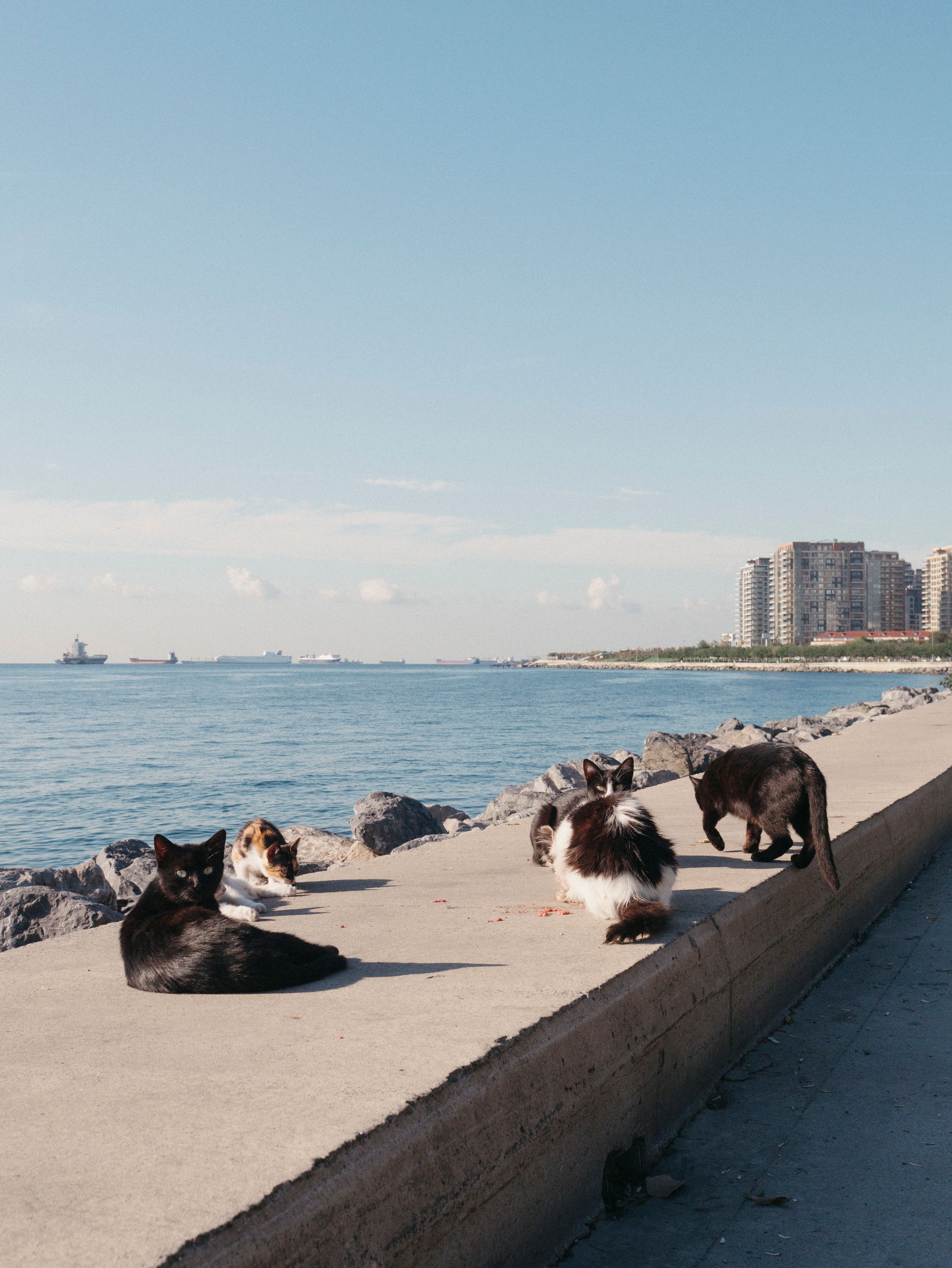 Cats resting on a waterfront seawall with blue sky and city buildings in South Florida