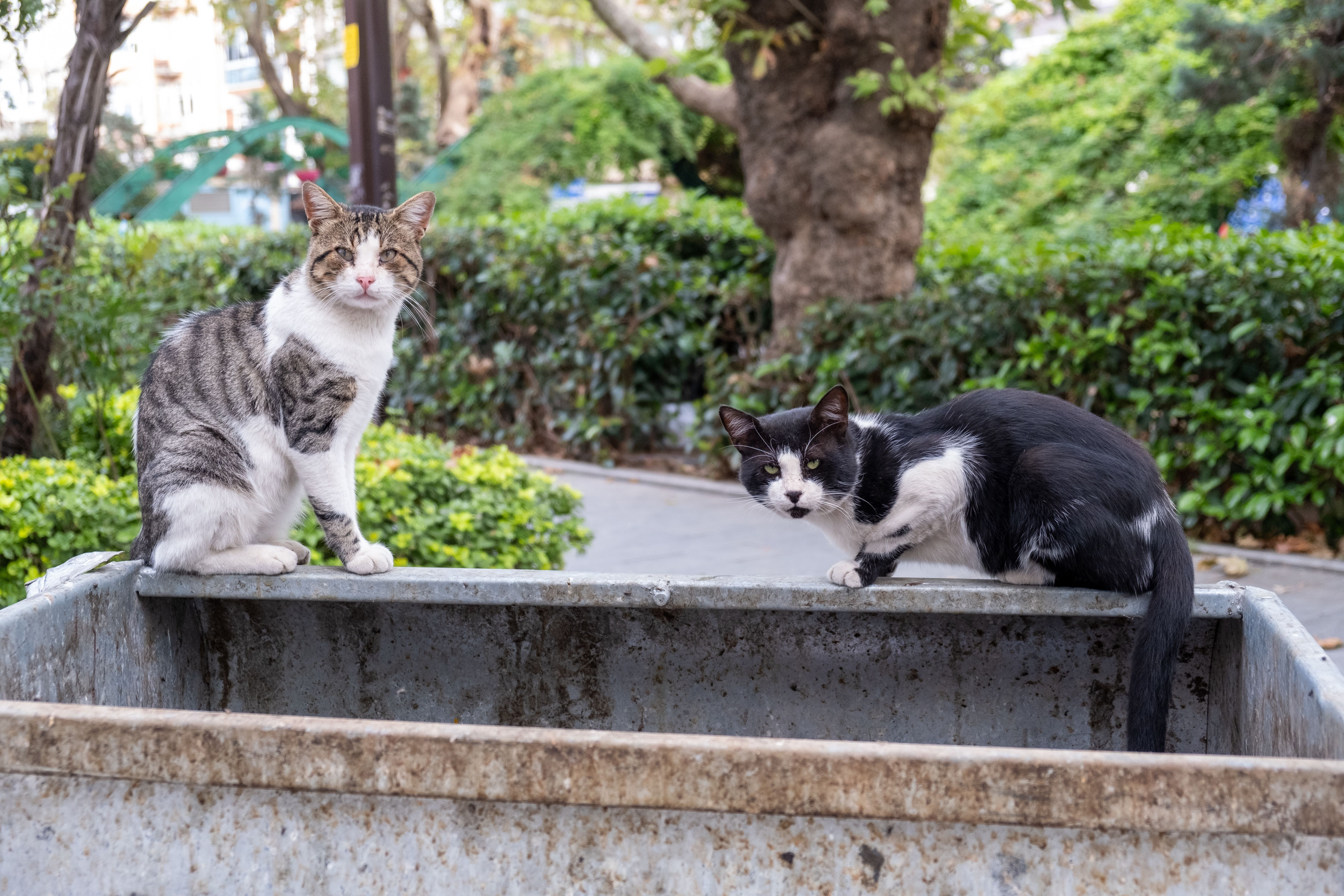 Two cats sitting on top of a dumpster in an urban park setting