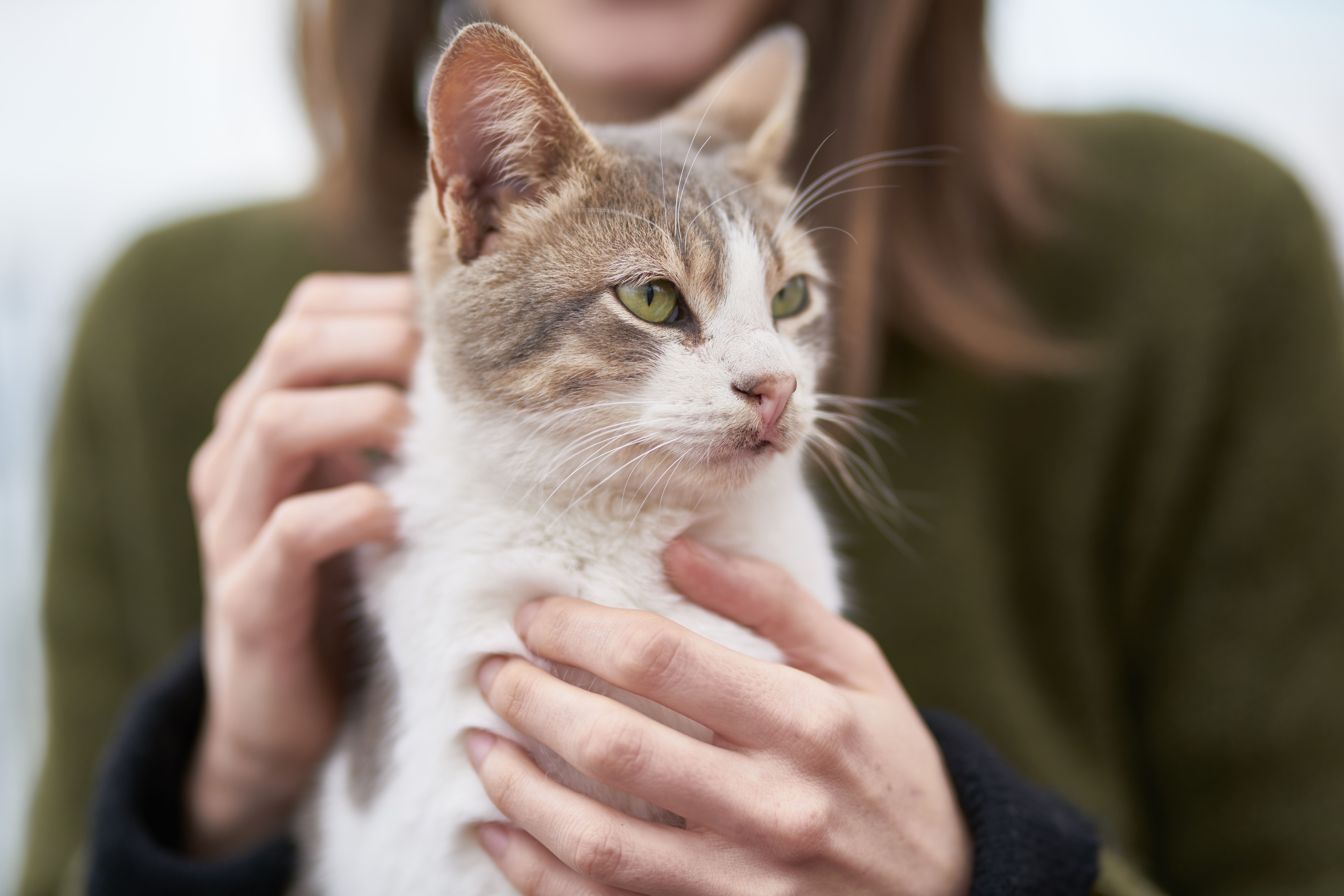 Close-up of a person gently petting and holding a cat, illustrating the bond between cats and their people