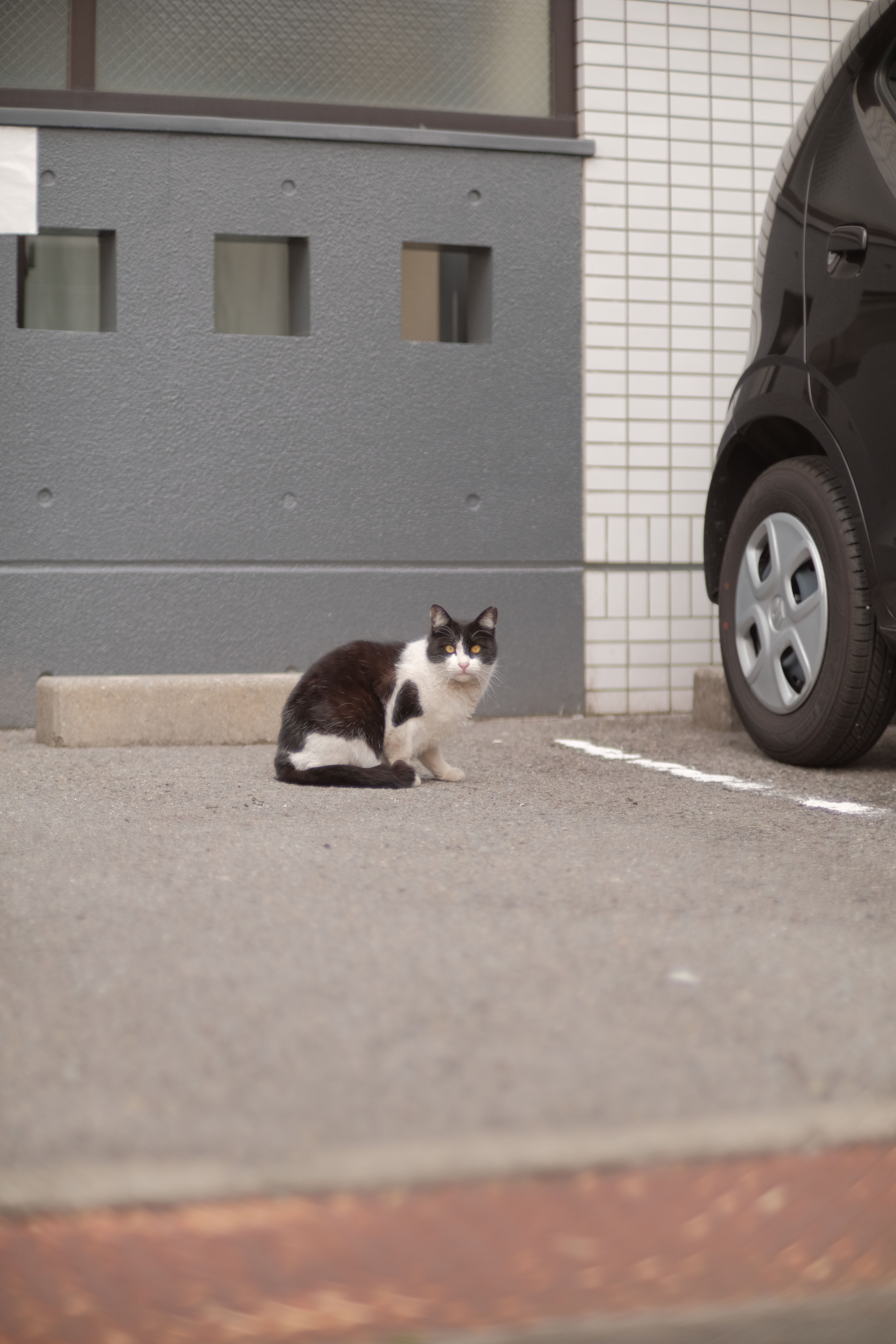 Stray cat sitting alone in a parking lot next to a car