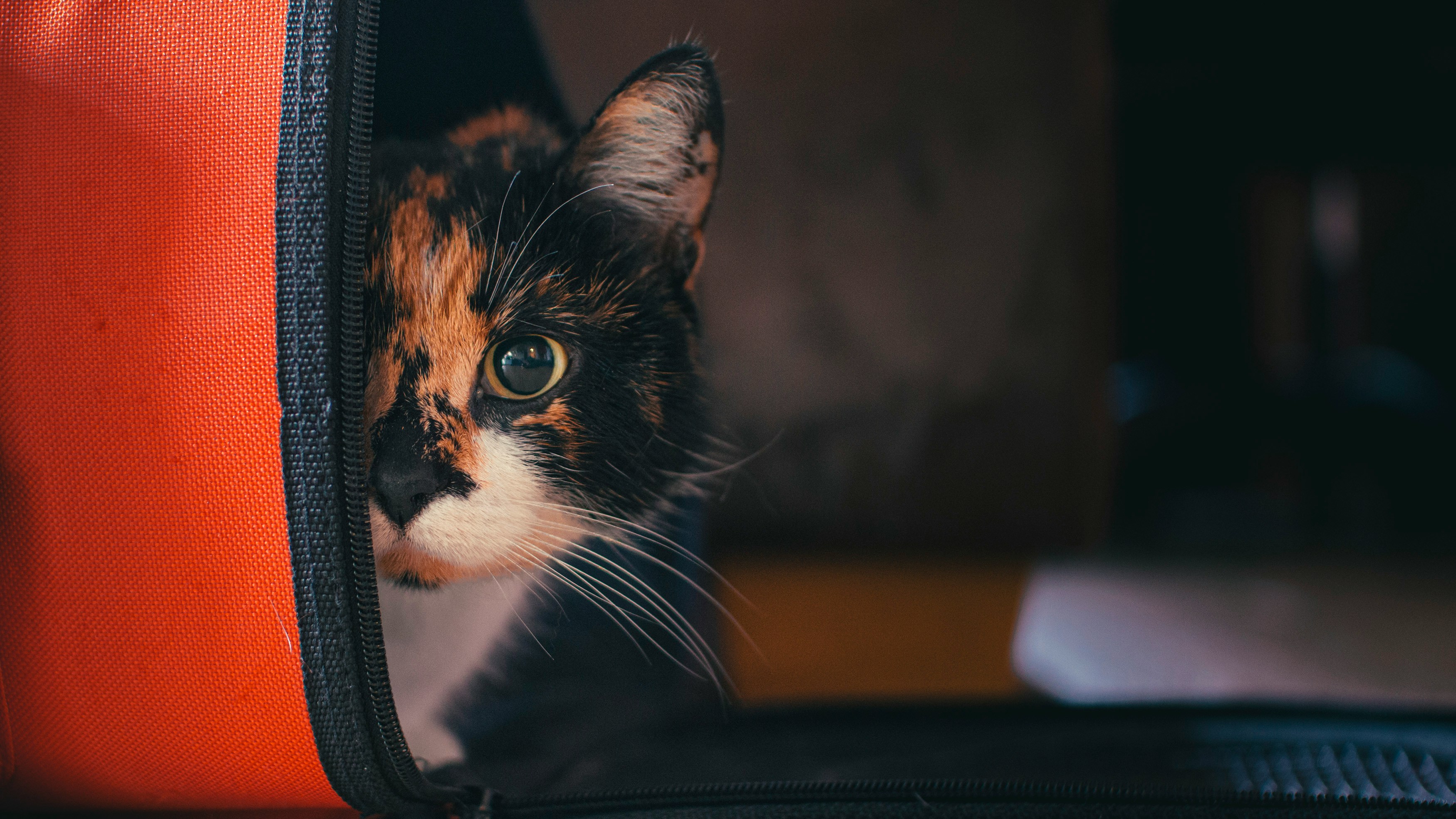Cat peeking cautiously out of a carrier after arriving in a new home
