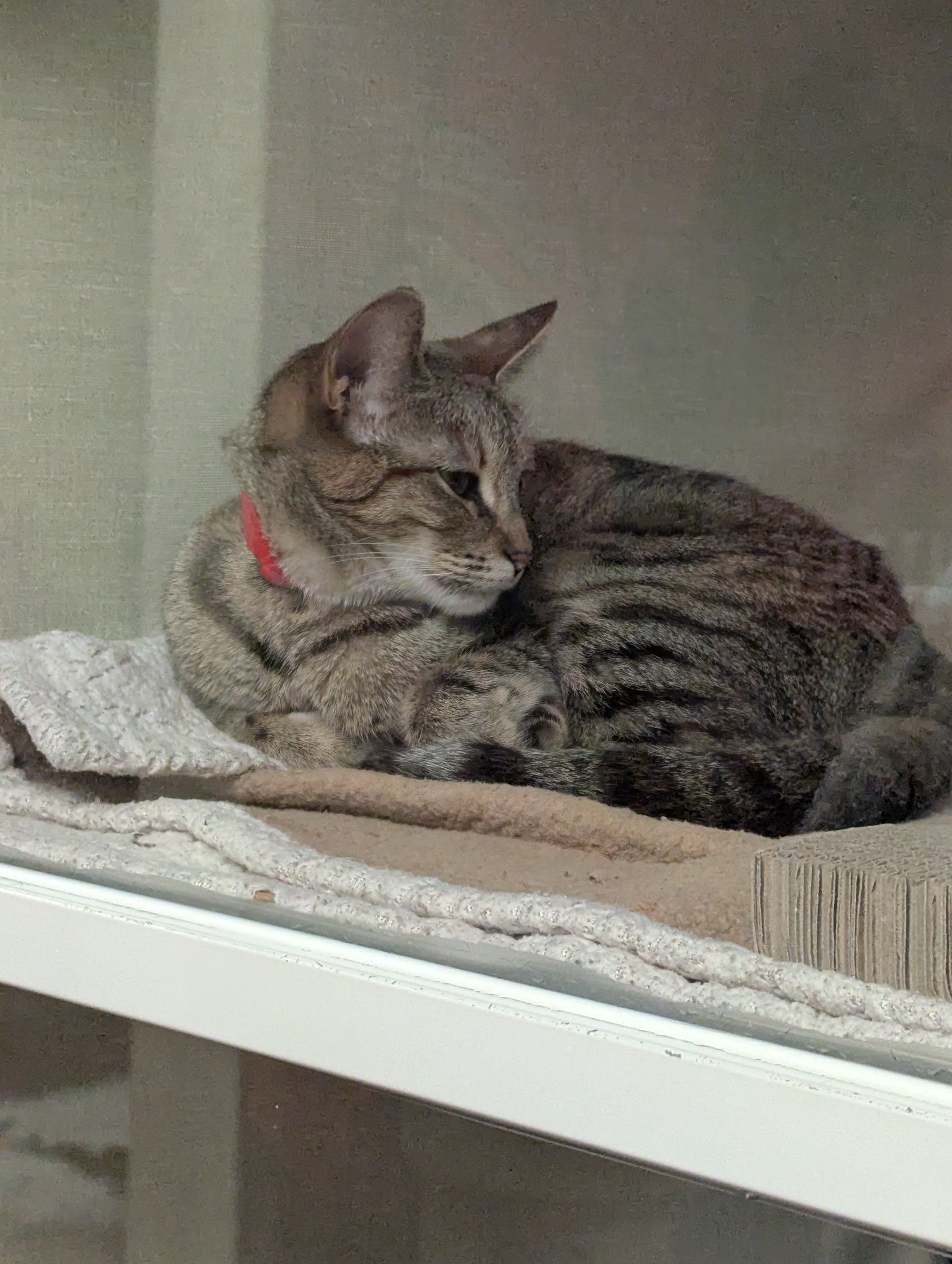 Tabby cat with red collar resting in a shelter