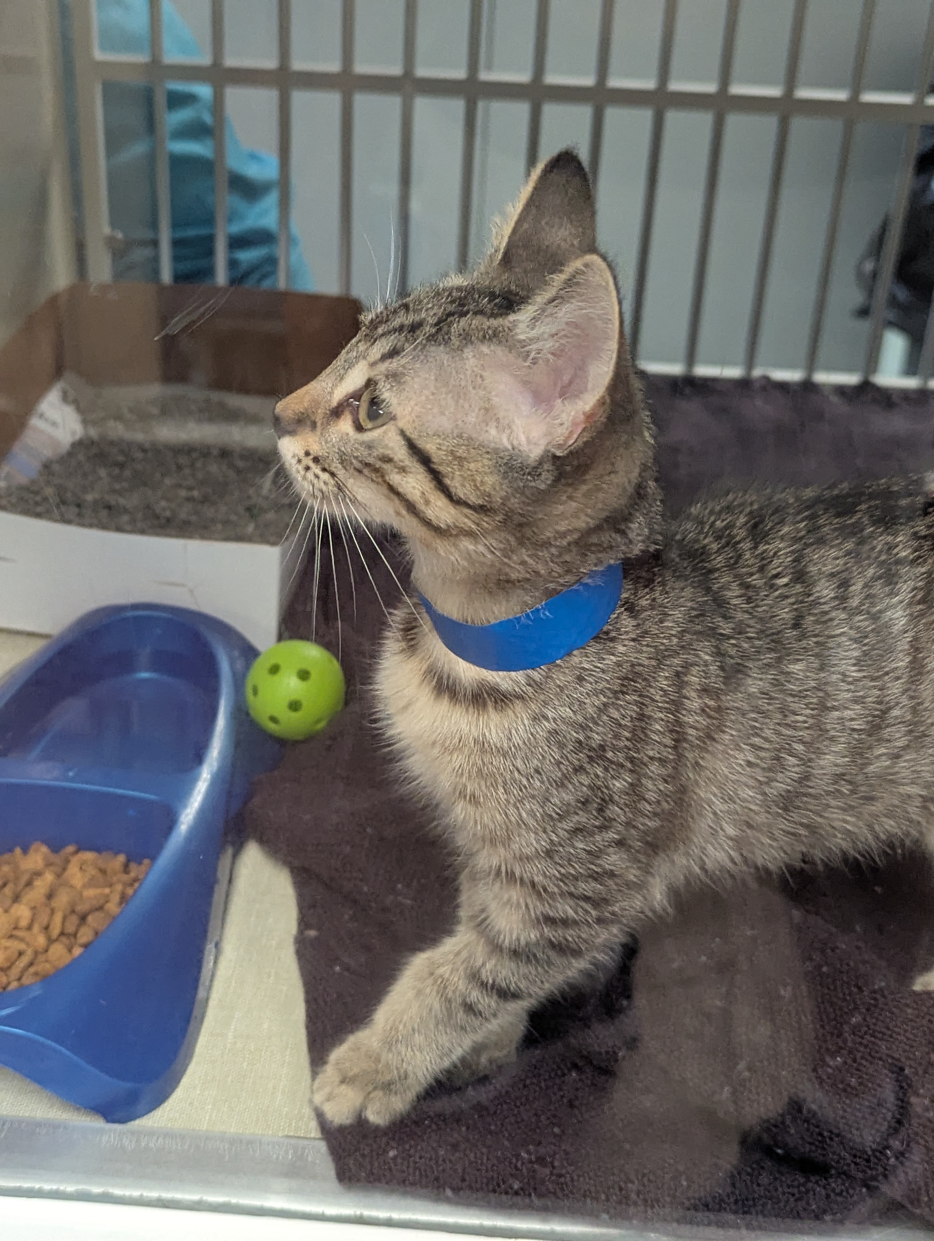 Young tabby kitten with blue collar in a shelter kennel