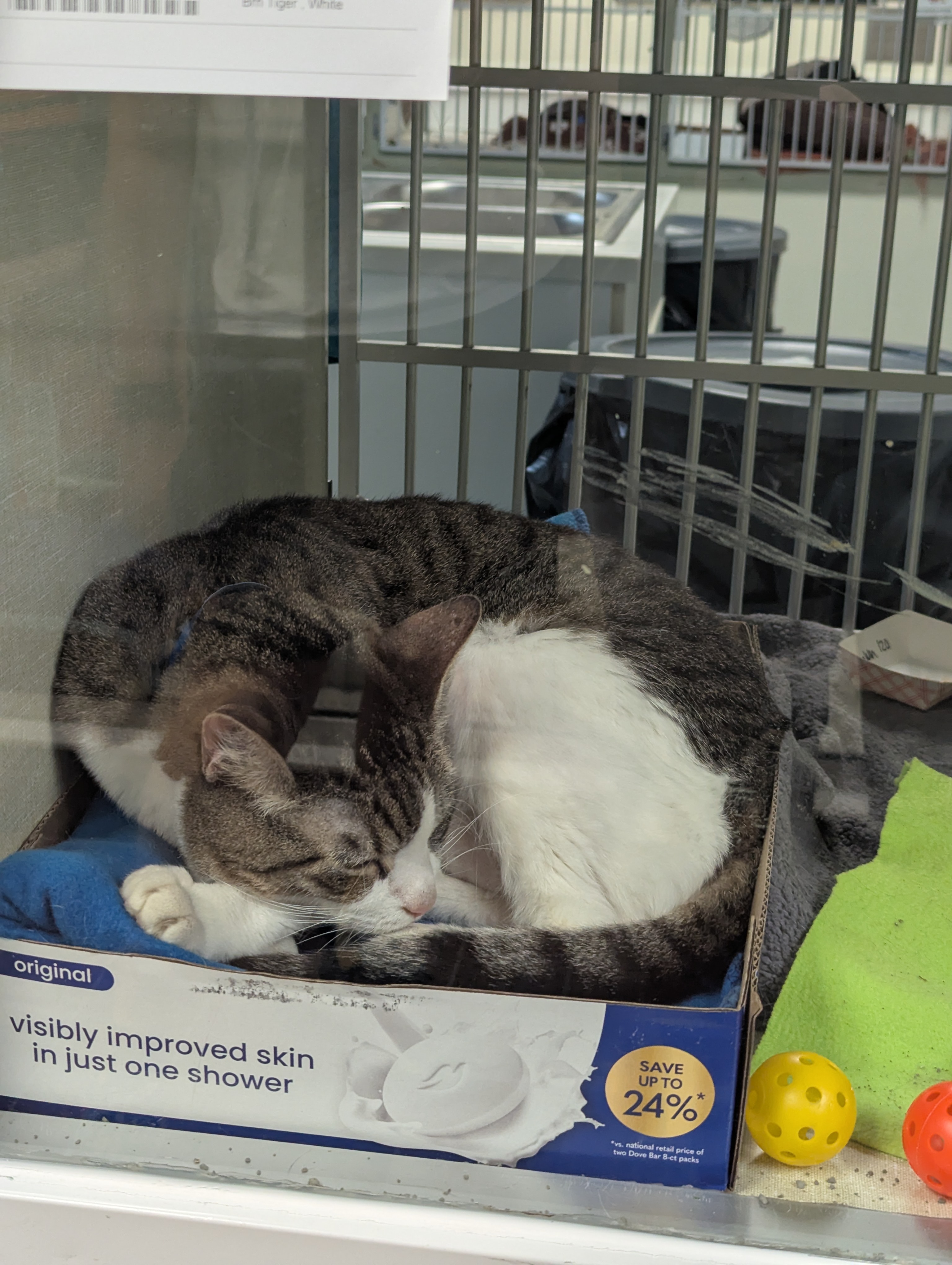 Cat curled up asleep in a cardboard box at a shelter
