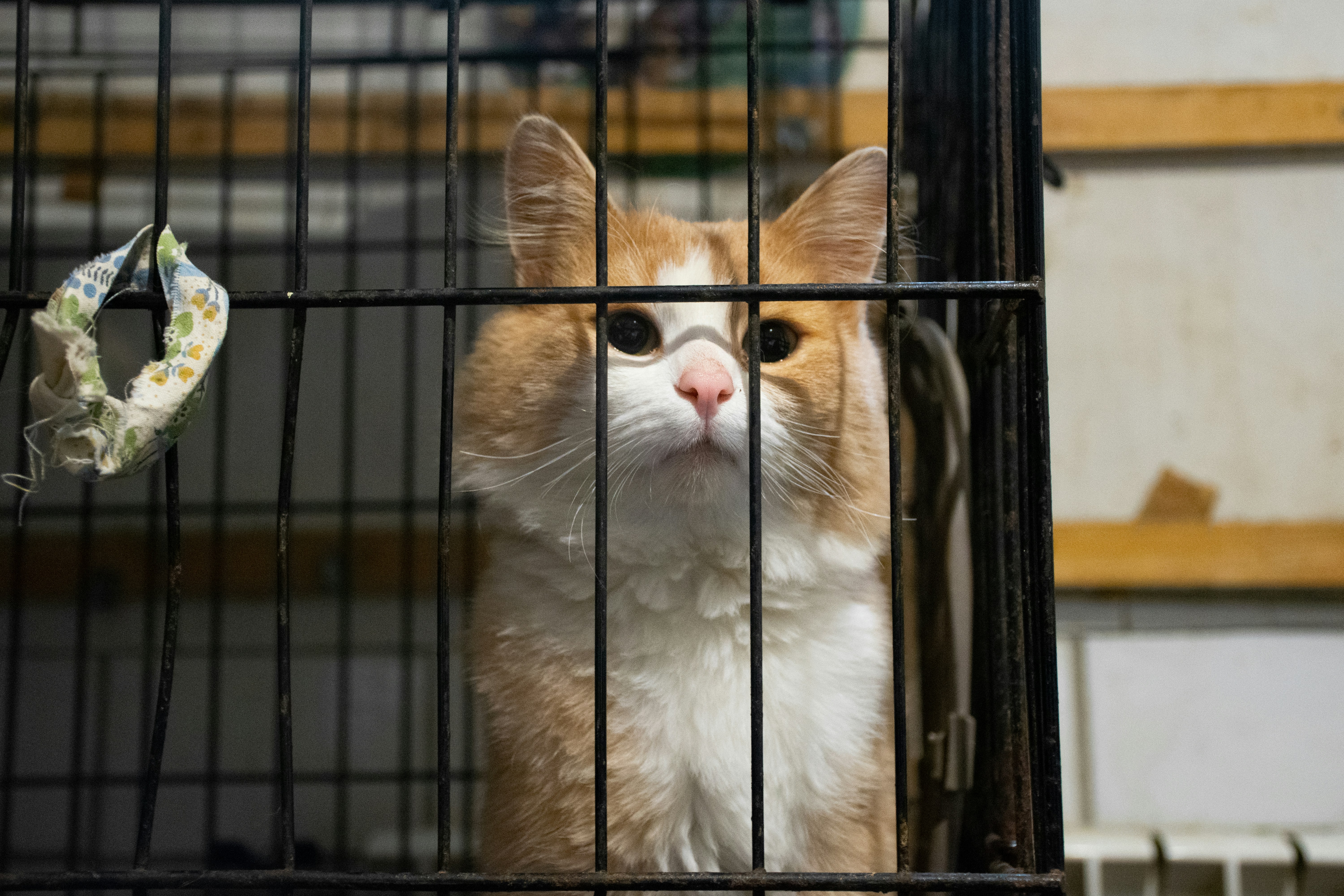 Orange and white cat looking up through shelter cage bars