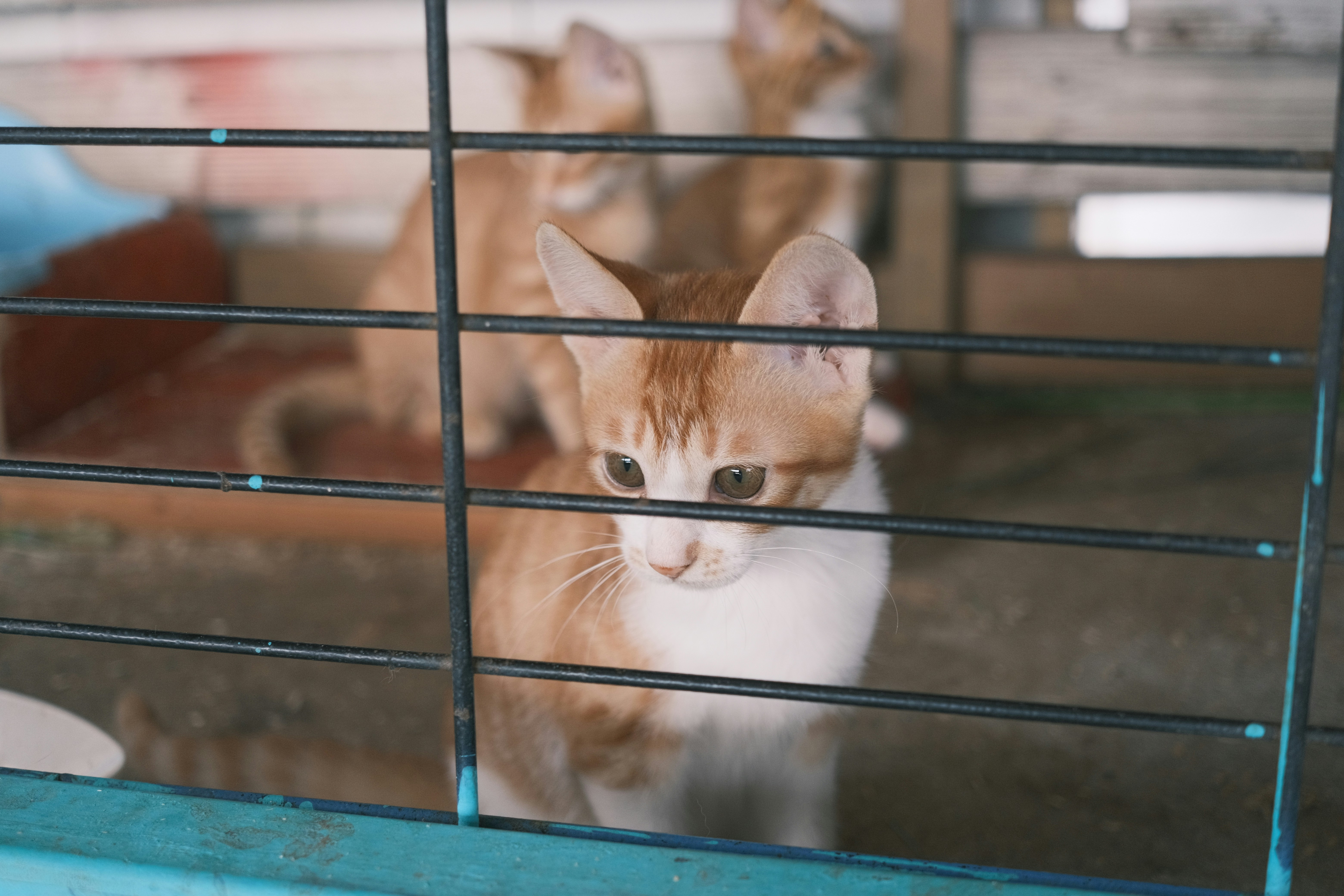 Orange kitten looking through cage bars at a shelter