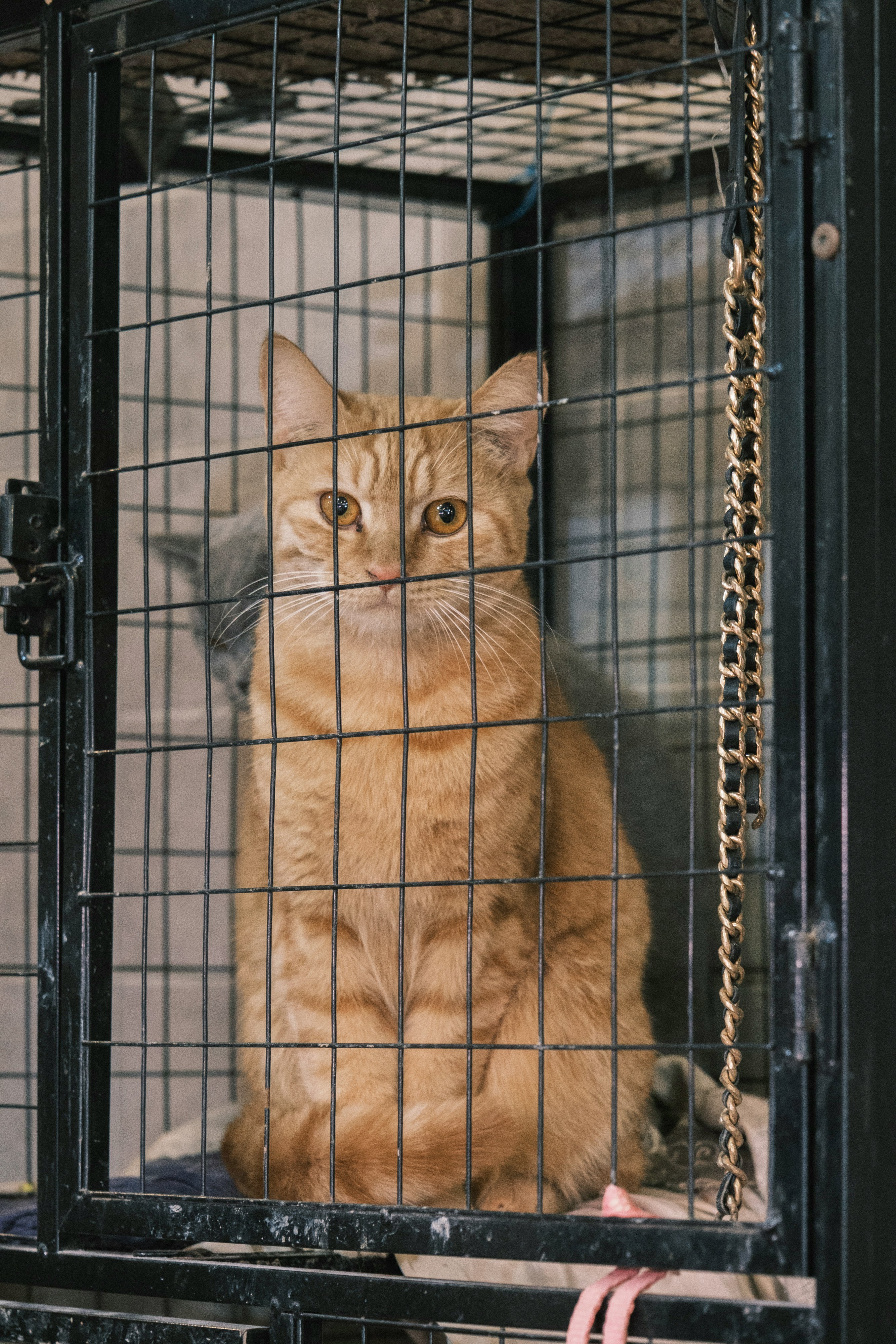 Orange tabby cat sitting in a shelter cage